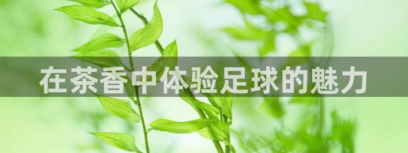 天空体育足球评论员：在茶香中体验足球的魅力